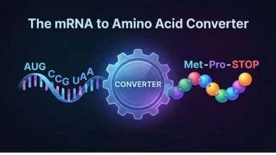 mRNA to Amino Acid Converter