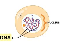 DNA in the Nucleus