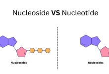 Nucleoside VS Nucleotide