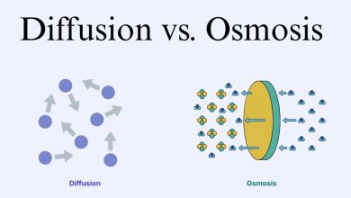Osmosis vs. Diffusion