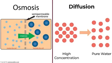 differences between osmosis and simple diffusion