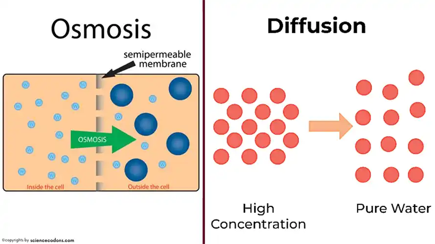 differences between osmosis and simple diffusion