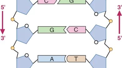 DNA strands are antiparallel