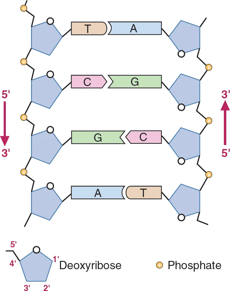 DNA strands anti-parallel