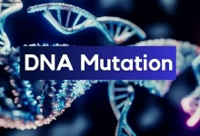gene mutation