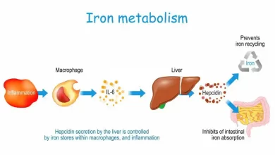 iron metabolism