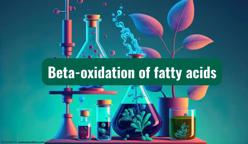 Beta oxidation of fatty acids