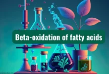 Beta oxidation of fatty acids