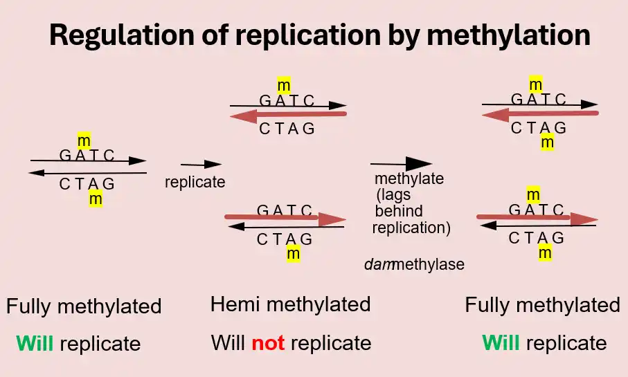 Control dna replication by methylation