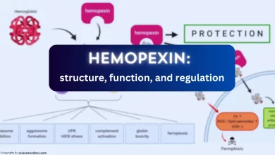 hemopexin functions