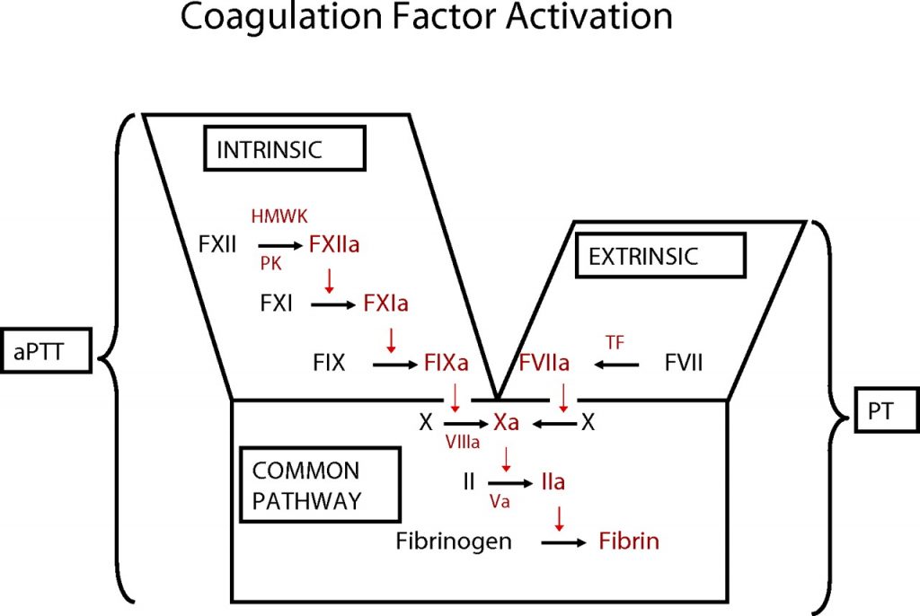 Pathways of Blood Coagulation