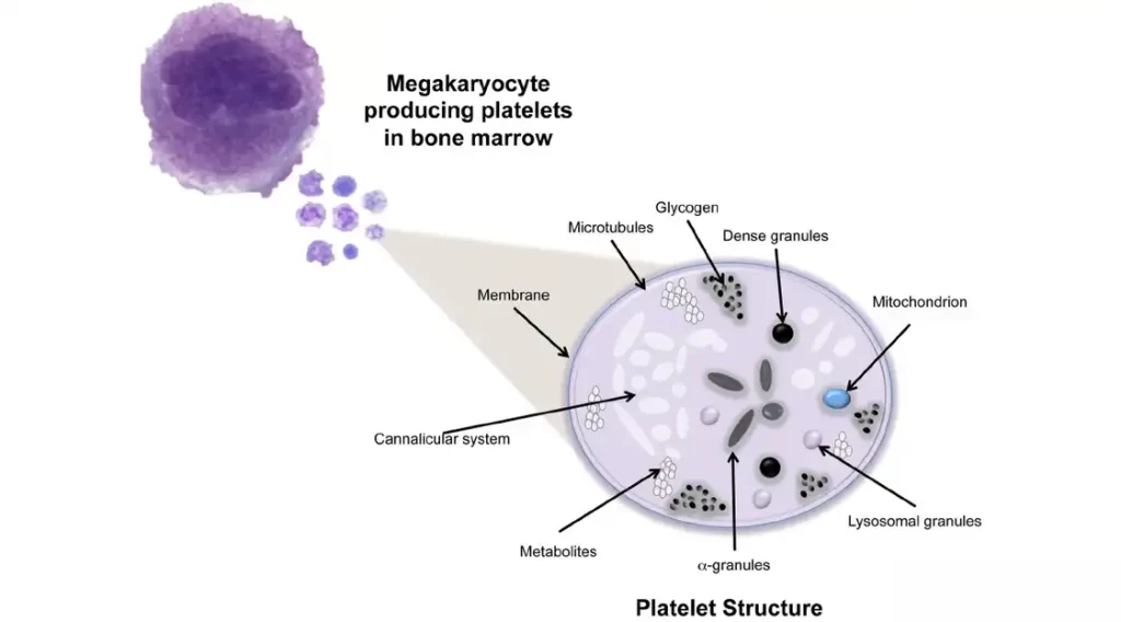 Platelet Structure