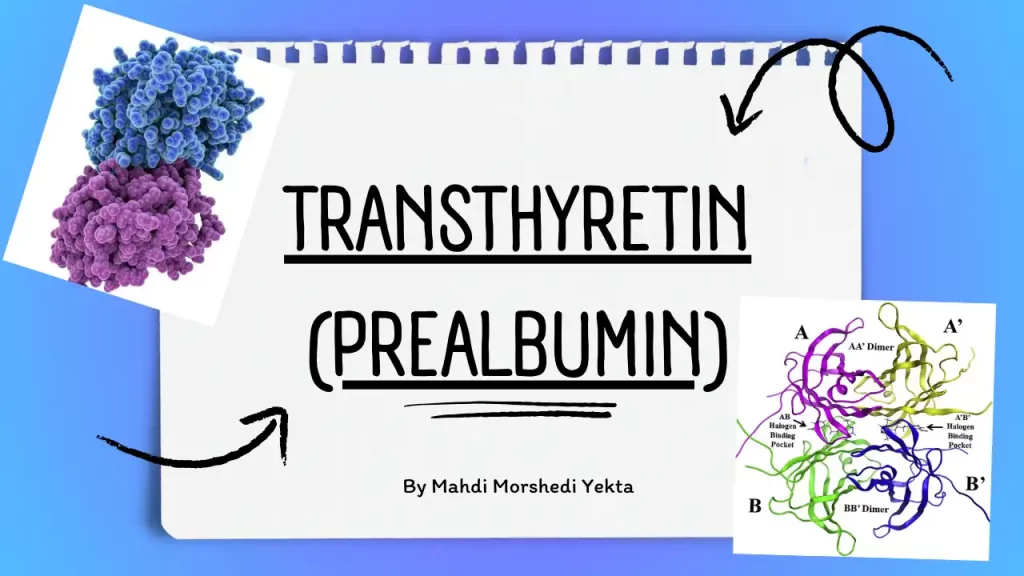 Transthyretin(prealbumin)