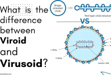 What is the difference between viroid and virusoid