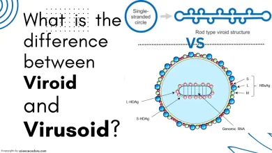 What is the difference between viroid and virusoid