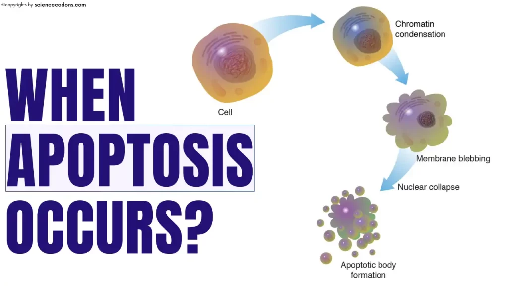 When does apoptosis occur