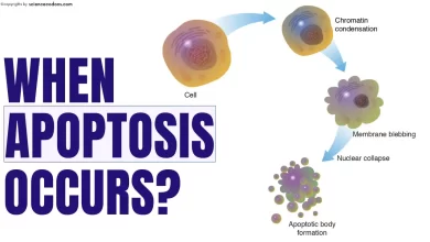When does apoptosis occur