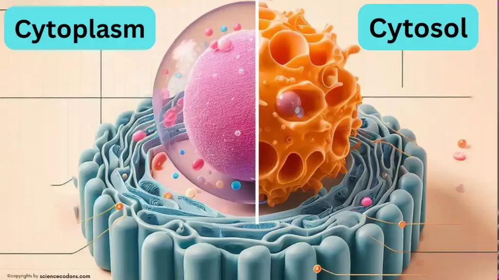 cytosol vs cytoplasm