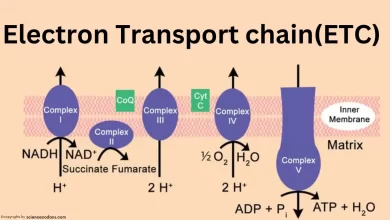 electron transport chain complex