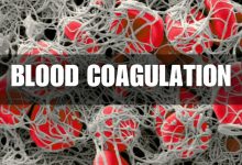 the process of coagulation of blood