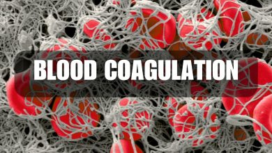 the process of coagulation of blood