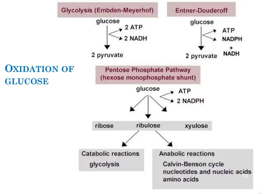 All pathway for oxidation glucose