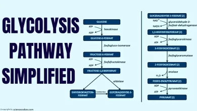 Glycolysis pathway simplified - Copy