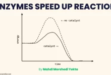 How do enzymes speed up chemical reactions
