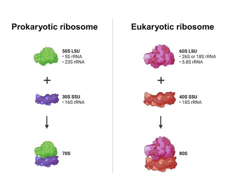 Ribosomes prokaryotic and eukaryotic