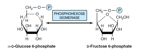 conversation Glucose-6-P to Fructose-6-P (Isomerase enzyme)