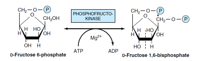 conversation Fructose-6-P to Fructose-1,6- bisphosphate (Phosphofructokinase)
