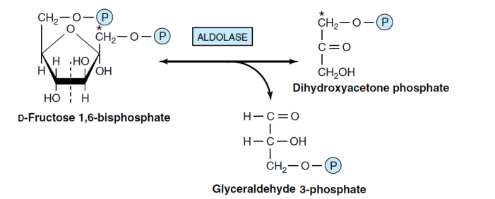 breakdown Fructose-1,6-bisP to DHAP+GA3P(Aldolase)