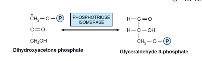 conversation DHAP to GA3P (Triose phosphate isomerase)