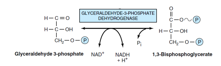 Phosphorylation of GA3P to 1,3-bisphosphoglycerate (dehydrogenase enzyme)