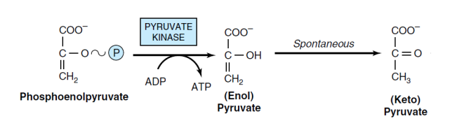 Conversion of phosphoenol pyruvate to pyruvate