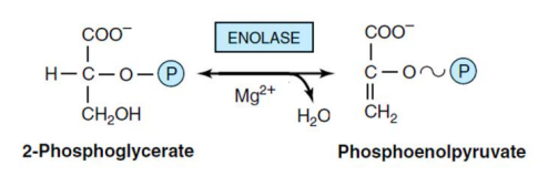 conversation 2-PG toPEP (Enolase enzyme)