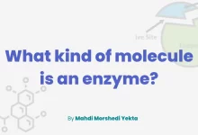 What kind of molecule is an enzyme