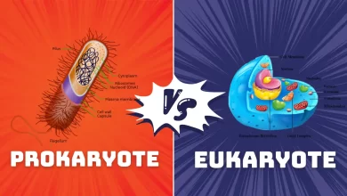 difference between prokaryotic and eukaryotic cell