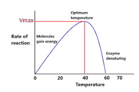 Temperature and enzyme rate diagram
