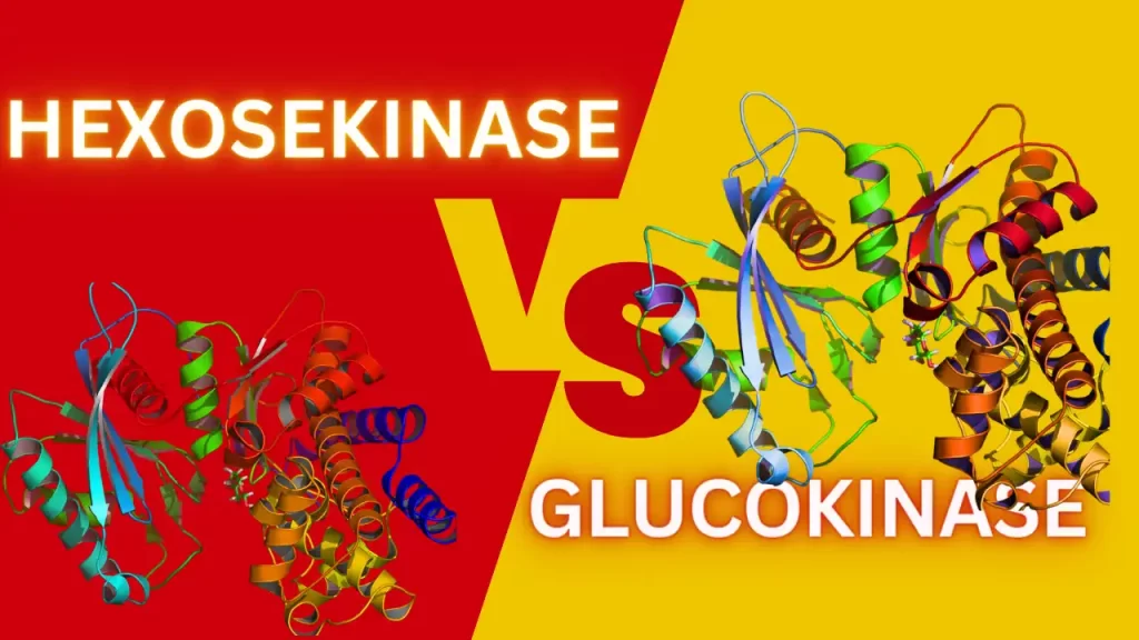 hexokinase vs glucokinase