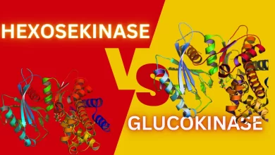 hexokinase vs glucokinase