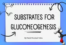 substrates for gluconeogenesis