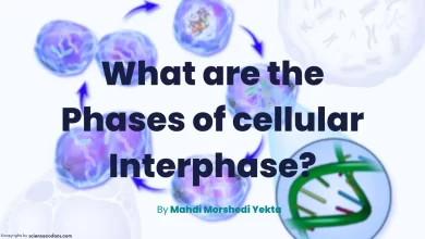 what are the phases of cellular interphase