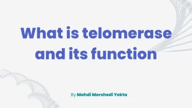 what do telomeres do