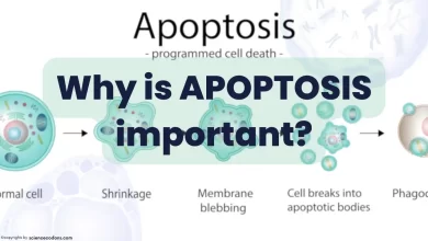 why is apoptosis important