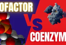 Coenzyme vs Cofactor