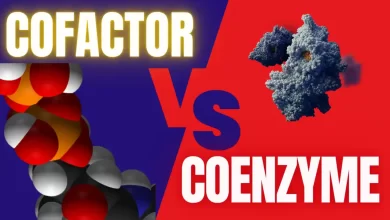 Coenzyme vs Cofactor
