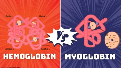 Difference between myoglobin and hemoglobin