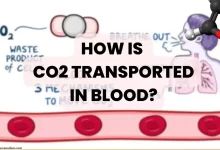 How is carbon dioxide(CO2) transported in blood