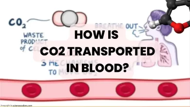 How is carbon dioxide(CO2) transported in blood